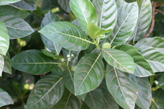 Morinda citrifolia